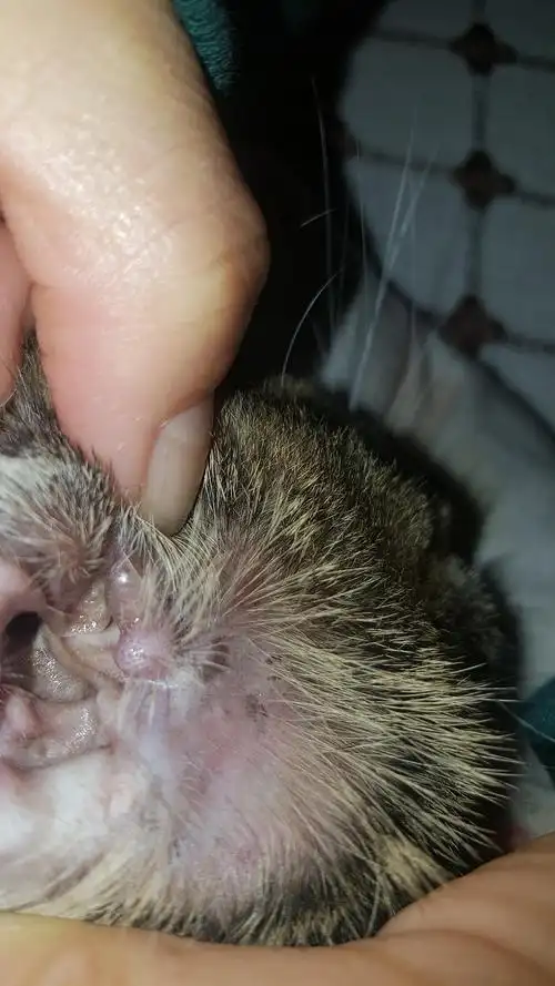 讨论这是耳螨吗