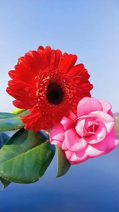 9899红花绿叶配,馨香引蝶飞.自然孕万物,美丽沁心扉.