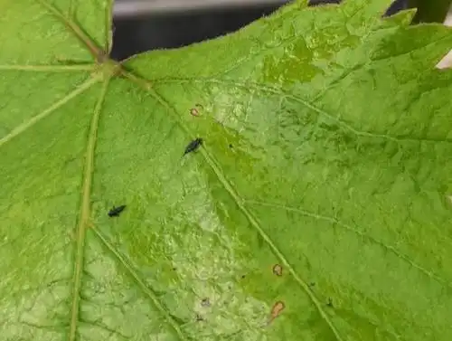 葡萄叶子上出现小黑虫,可能是蓟马,种植户如何防治?