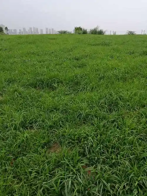 梧州市护坡草坪草种批发价多少钱一斤