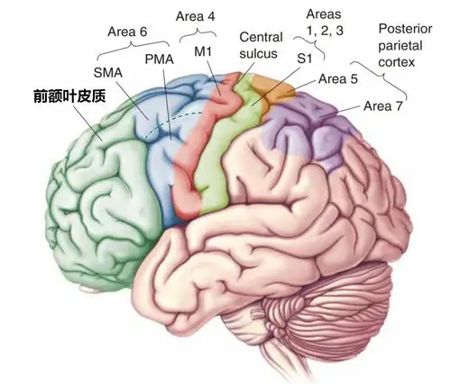 细胞瘤,肿瘤的位置不同寻常,侵袭了前额叶的大部分区域(左右半球都有)