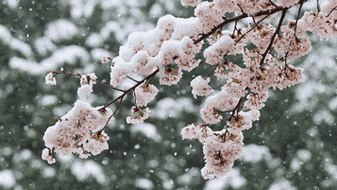 花雨梦里花落知多少陌上花开蝴蝶飞蝶沾化走花同落花落方知花在陌