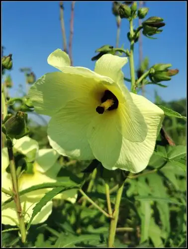 药食同源的"黄秋葵花"