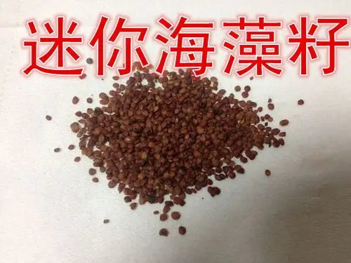 超白鱼缸造景装饰牛毛毡 水草种子 草缸 迷你珍珠海藻 包邮