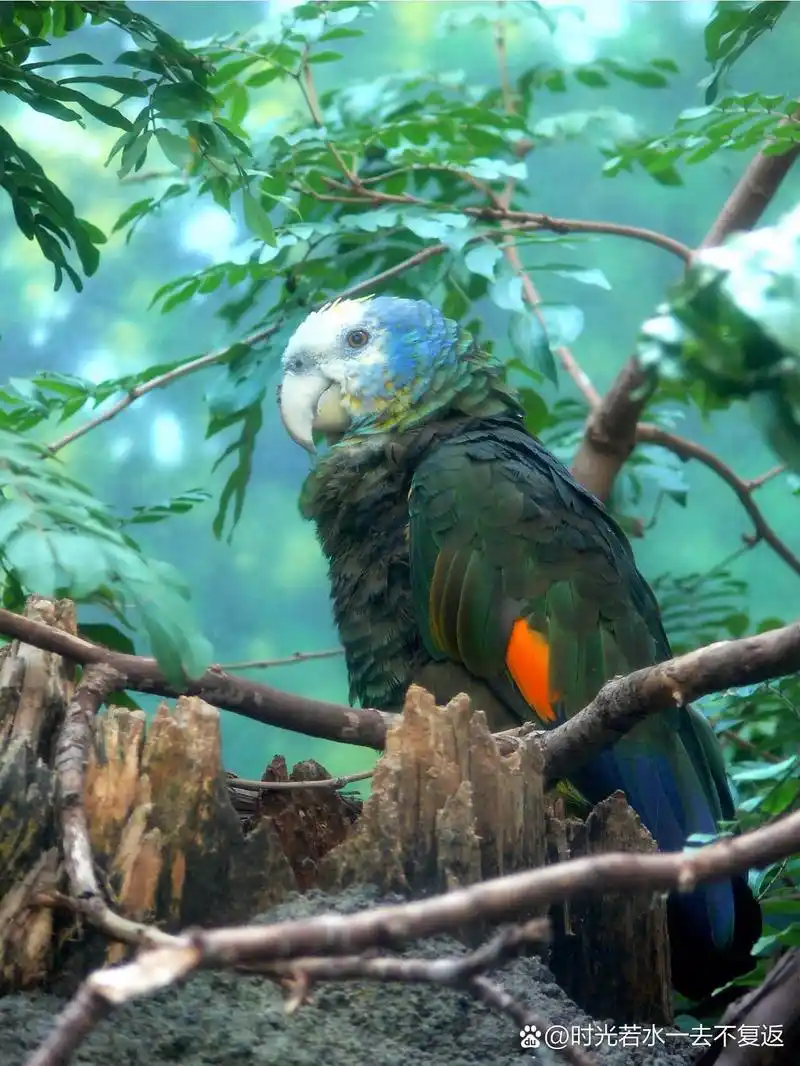 亚马逊鹦鹉图鉴(5) 白嘴基亚马逊鹦鹉 amazona kawalli 帝王亚马逊