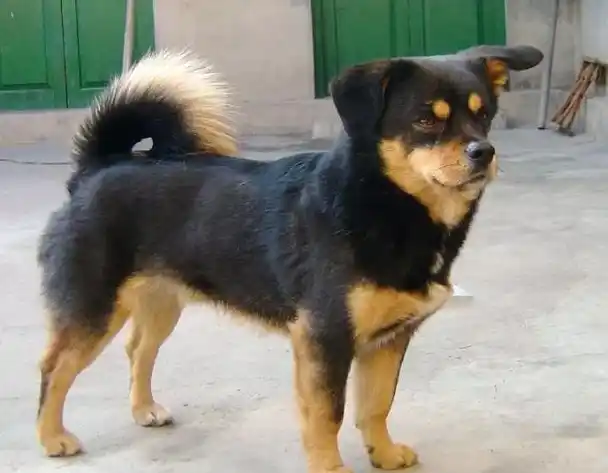 土狗怎么选好的