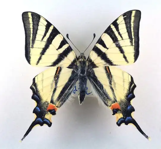 高山上的精灵—新疆珍稀蝴蝶调(1) - 高原 - 高原的博客