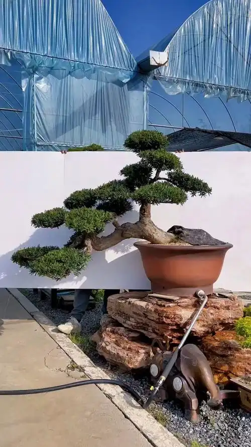 造型独特的罗汉松盆景