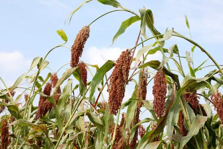 成熟的高粱颗粒饱满