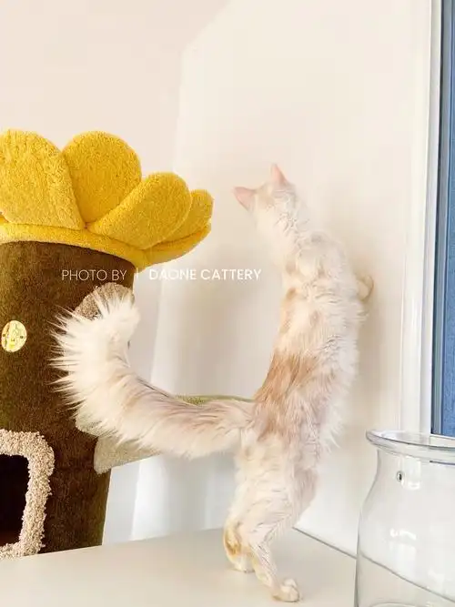 坐标杭州凯米尔色奶油色乳色缅因猫弟弟找新家