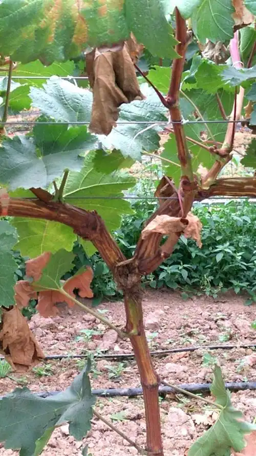 葡萄蔓枯病又称蔓割病.主要为害蔓或新梢.