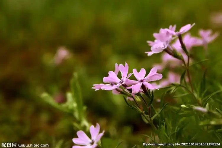 针叶天蓝绣球图片