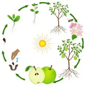 白色背景下苹果树的生长周期照片