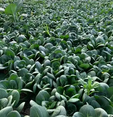 矮脚青菜上海矮脚青七宝青