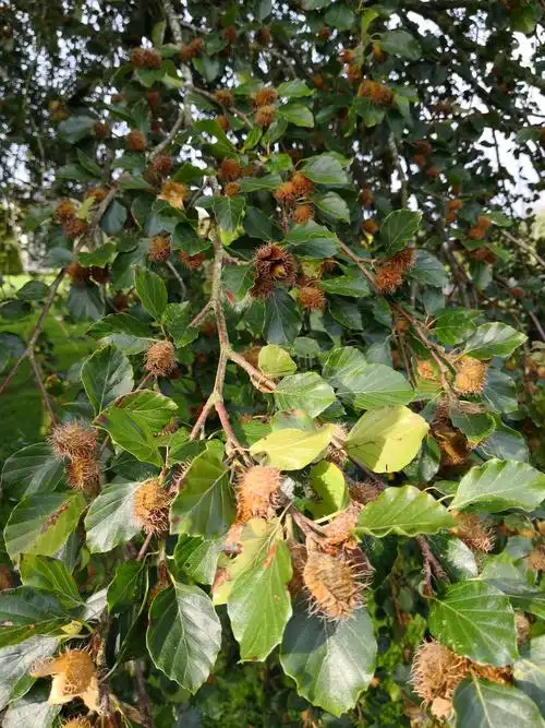 去北爱尔兰看大自然的神奇