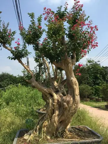 供应造型紫薇 紫薇树 紫薇树桩 紫薇 百年树桩 种植技术