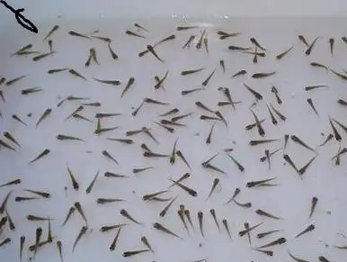 小金鱼宝宝长什么样?