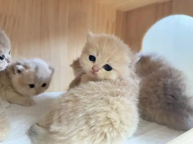 蓝金渐层满月幼崽