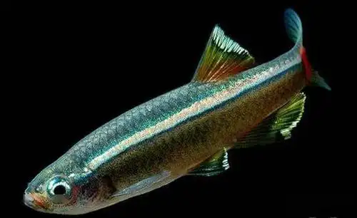 10大易养类冷水鱼,有水就能活!