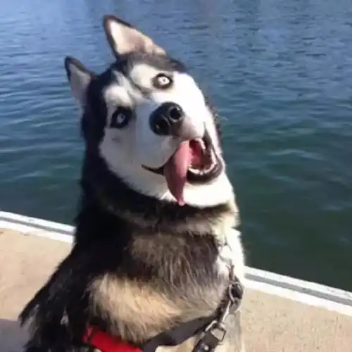 比如这样的但是却总是流露出白痴的样子,虽然本身长得非常威猛:提起