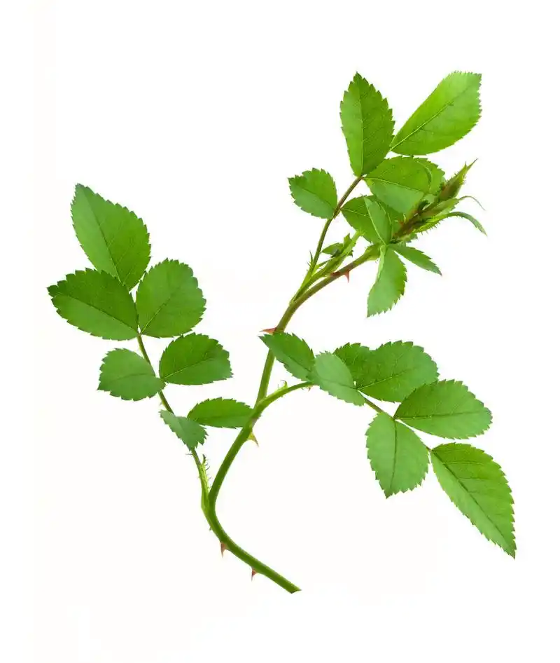 玫瑰叶子,孤立在白色背景上的玫瑰叶子