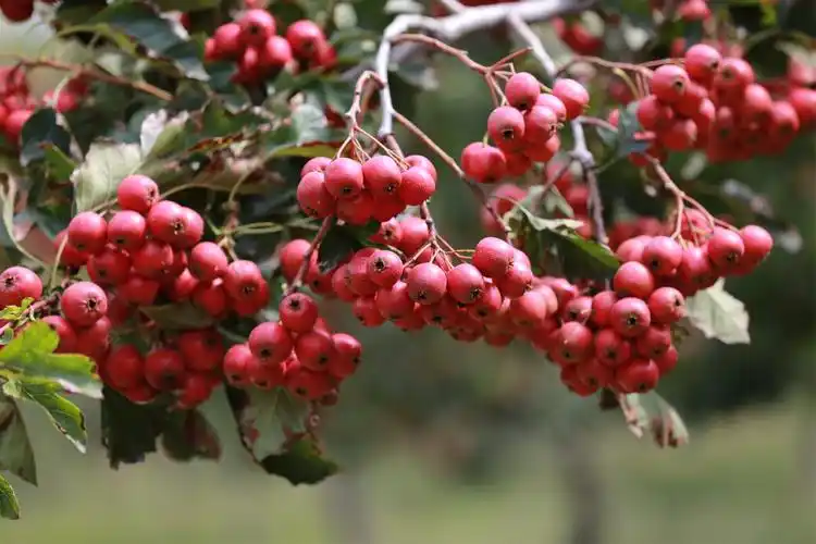 丰收的季节(一)山楂熟了