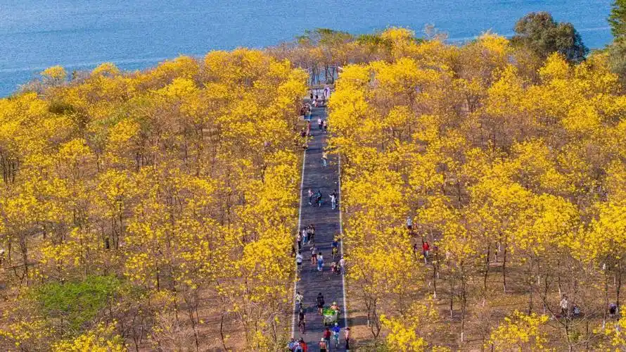 绿潮涌动千树共植东莞松山湖唱响绿美生态建设主旋绿