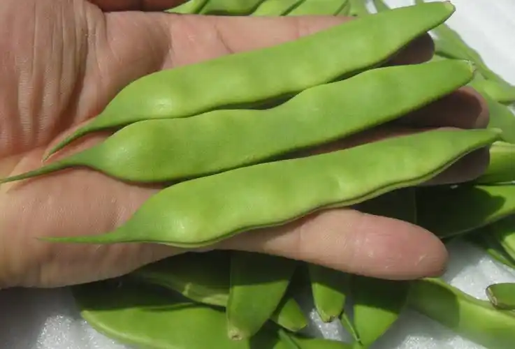 豆角黄豆角东北小油黄金弯勾勾勾过季缺货新鲜豆类