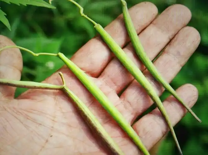 小时候经常吃这个"牛奶歌",其实它是野生中草药白首乌(鹅绒藤)的果实