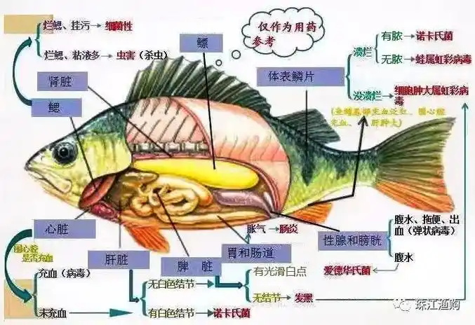 水产养殖技术 鱼体基本结构图 - 抖音