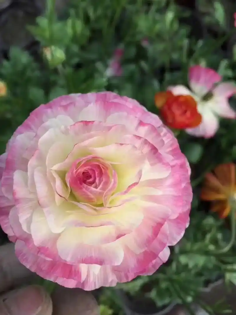 花毛茛花草种子种球