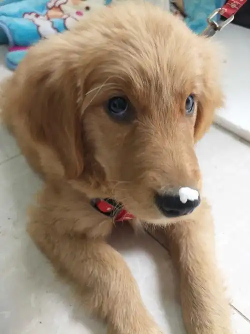 帮忙寻找三个月大金毛