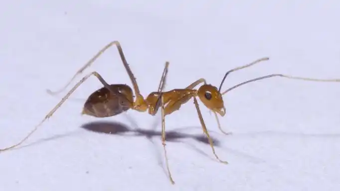 印度多个村庄出现黄色"疯狂"蚂蚁,当地村民:它们什么都吃_昆虫_森林