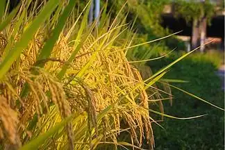 丰收的稻田金黄的稻谷摄影2746017矢量稻谷绿色稻穗大米稻谷元素矢量