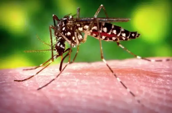 蚊子那么可恶,又没什么用,为什么不把地球上蚊子消灭光?