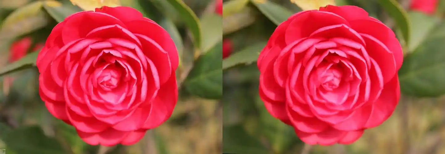 千姿百态的左右3d茶花