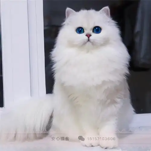 纯种银点长毛白猫蓝眼睛纯白高地英国短毛猫幼猫咪