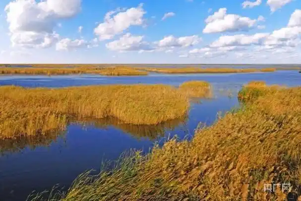 东营最大湿地公园在哪里:大美湿地我的家(8)