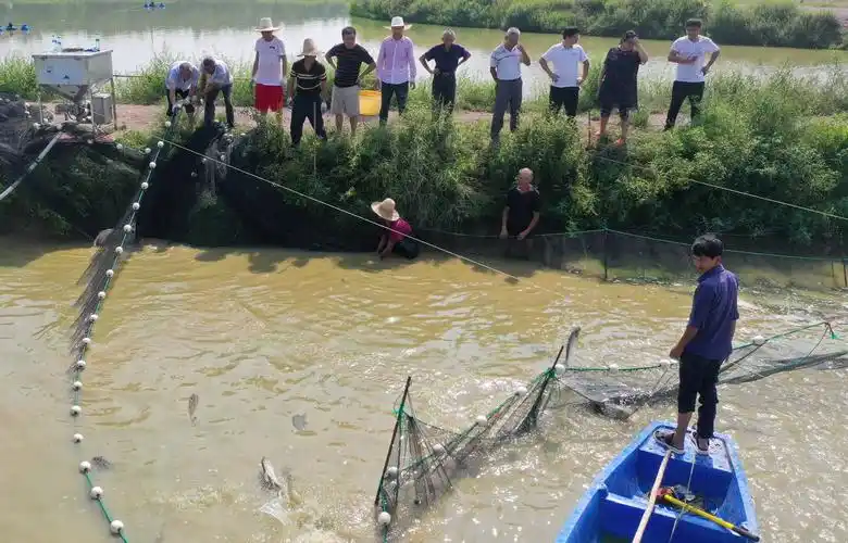 江西省抚州市金溪县浒湾镇洛城村村集体经济黄颡鱼养殖基地,村民们在