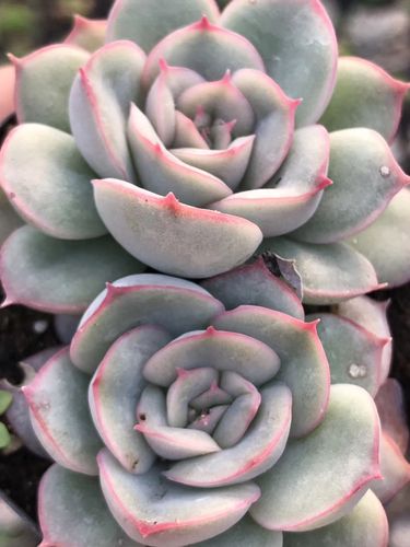 蜜桃猎户座 多头群生 一物一拍 多肉植物 大棚直销 批量销售