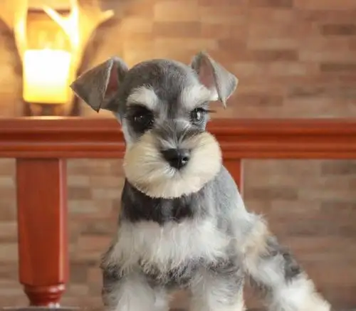 迷你椒盐纯种雪纳瑞犬待售中 三针疫苗做齐 视频看狗现货