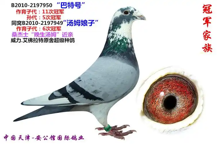 1-桑杰士"晚生汤姆"近亲