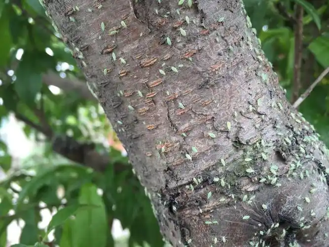 桃树上满树的虫子,怎么办?是什么