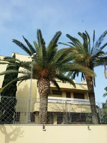 我们吃的"伊拉克蜜枣"就是这种椰枣树上结的,地中海气候特别适合椰枣