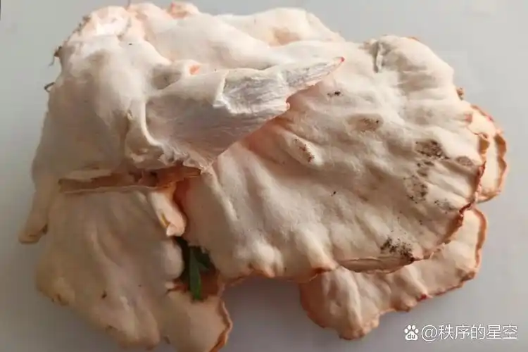 鸡冠蘑又叫树鸡蘑,是在柞树上发现的