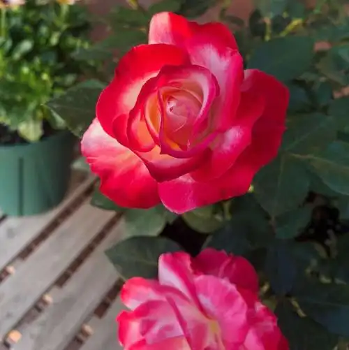 日蚀王芽变白底红边阳台系列大花微月植株矮小时令草本花卉