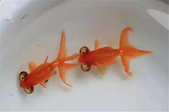 饲养金鱼首先应该注意水温,水温的范围应该在20~28度之间.