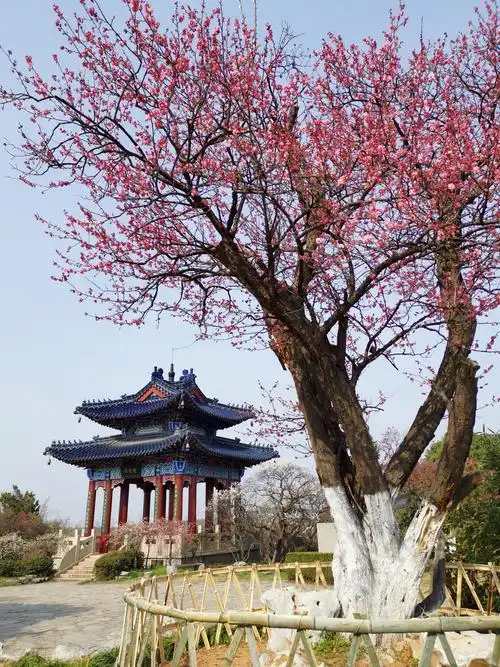 【赏梅奇观】南京梅花山的"梅王"与"梅后"