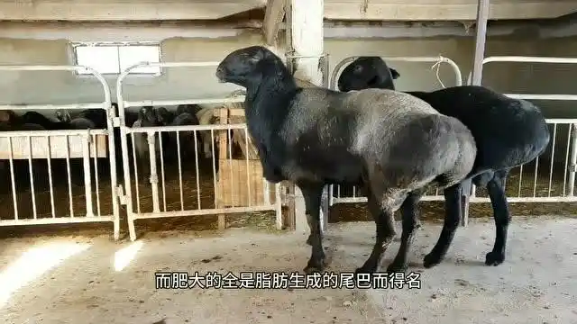 来看看哈萨克大尾羊 这些种公羊非常漂亮 圆圆的大尾巴真好看