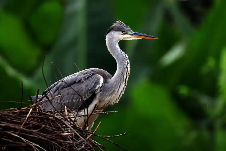 灰鹭(也称苍鹭)